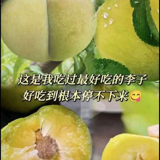 杭州正宗蜂糖李新鲜水果当季整箱脆甜脱骨蜂蜜李大果10斤