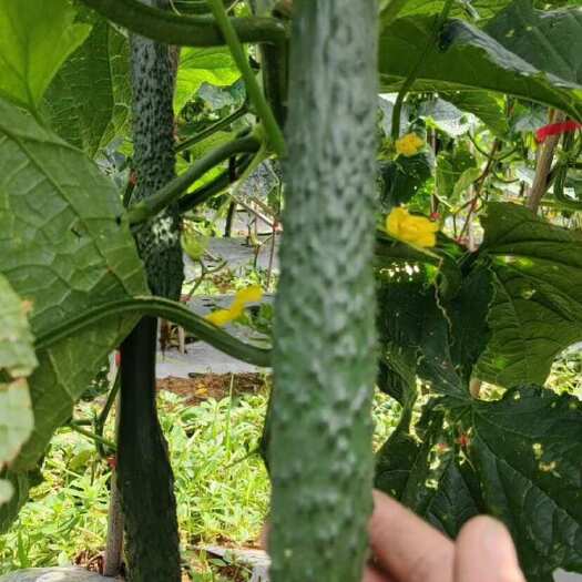 安顺刺黄瓜