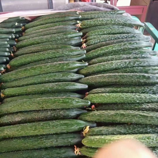 黄瓜 大量供应优质黄瓜（青瓜） 干花密刺  产地直发