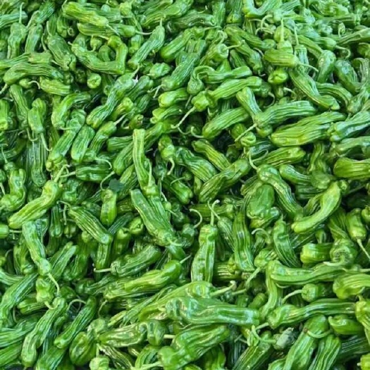 长沙芜湖椒