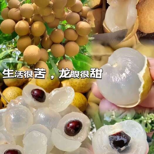 高州市龙眼储良品种 高州市水库区特产，5斤全国包邮