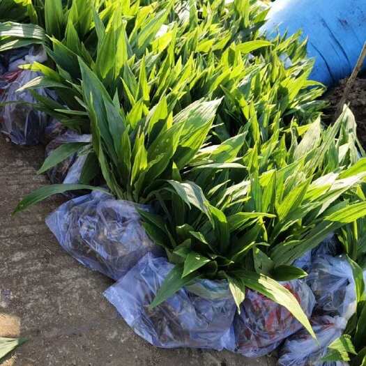 昆明毛慈菇种苗！果荚！各种规格！