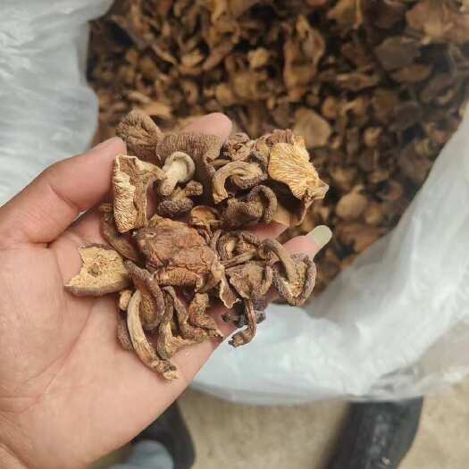 镇沅县野生香菌量大需要的朋友过来看看