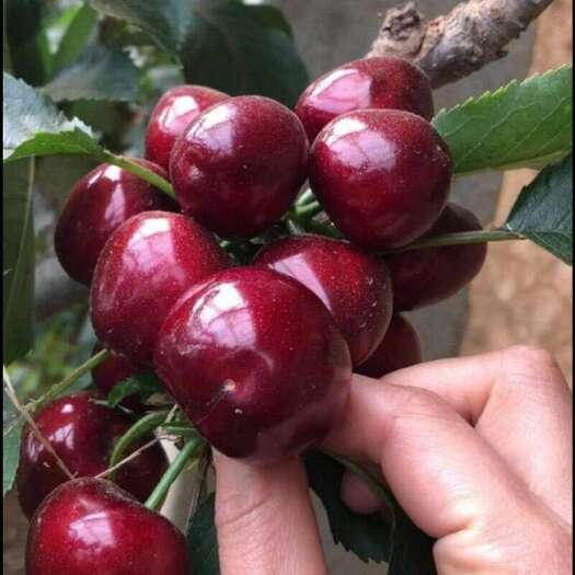 苍溪县樱桃树当年结果南北方种植黑珍珠玛瑙红车厘子嫁接大樱桃树苗