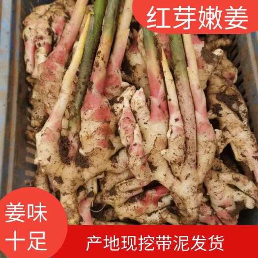 南宁广西红芽嫩姜仔姜应季果蔬自产自销现拔现发可一件代发