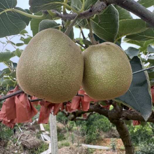蒲江县精品红心东红猕猴桃高次小果