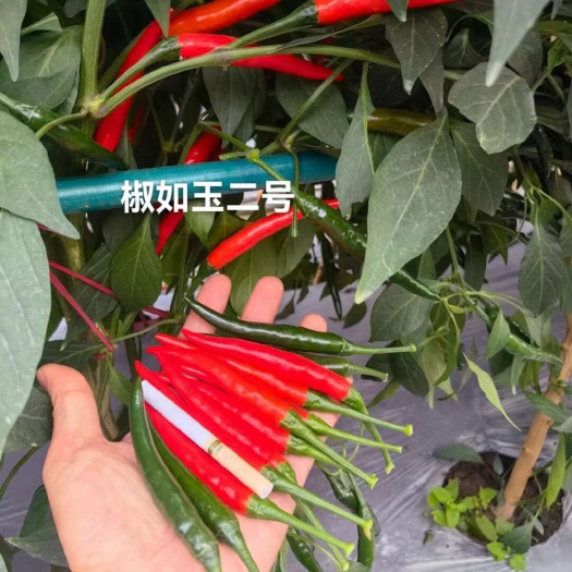海口大果朝天椒种子硬度好产量高抗病强，厂家直销品质保障