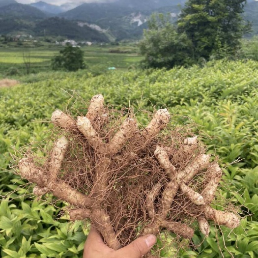 广州甄选新鲜玉竹经专业采挖个头饱满根状茎圆柱状有根须真空包装煲汤