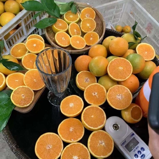 【秭归夏橙】基地直供 挂树鲜果 大小均匀 皮薄汁多 入口化渣