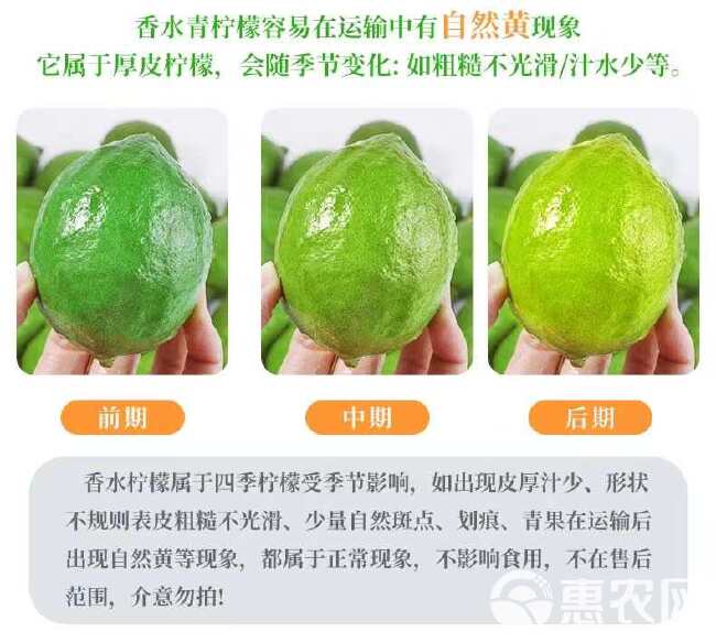 广东香水柠檬精选一级果咖啡奶茶店专用新鲜现摘现发无籽香水柠檬