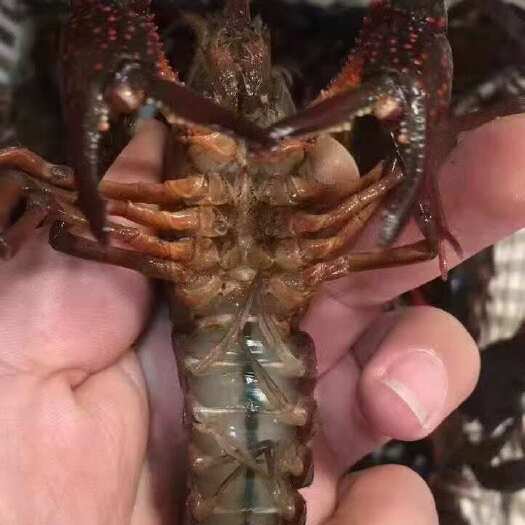 怀远县￼ ￼ 优质小龙虾安徽蚌埠小龙虾清水虾大青带炮头规格8-10
