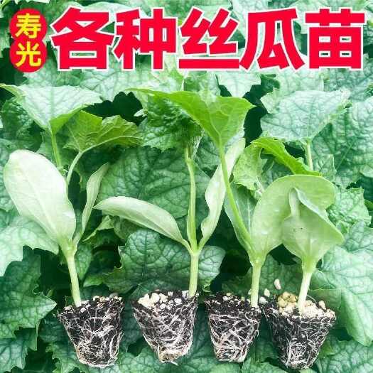 寿光市强磁丝瓜苗 丝瓜种子