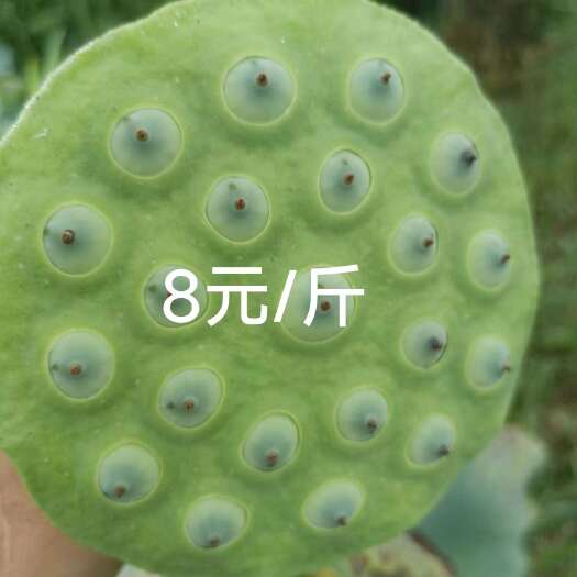  莲子