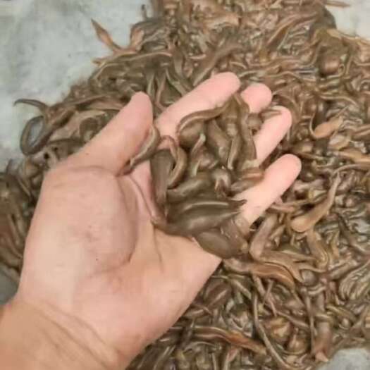 亳州纯蚂蝗，青年苗