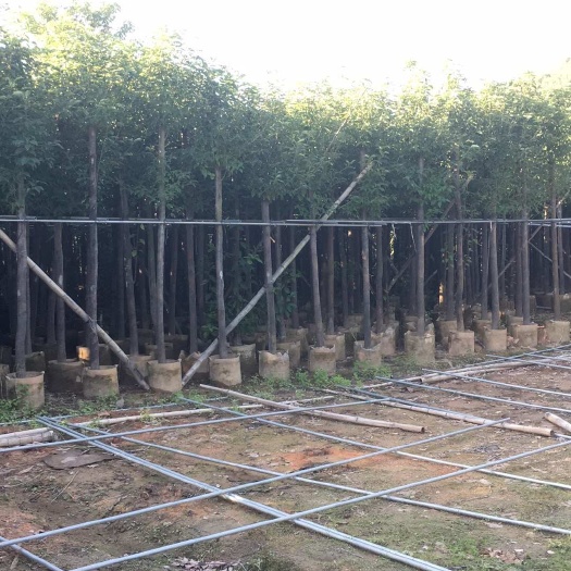 普宁市低价出售5-6-7分香樟袋苗，基地直销，量大价优！