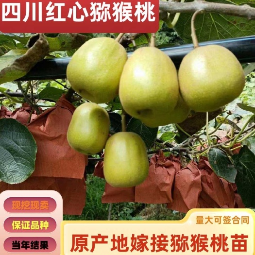 苍溪县嫁接猕猴桃红心金艳翠香猕猴桃当年结果南北方种植鲜苗现挖保湿发