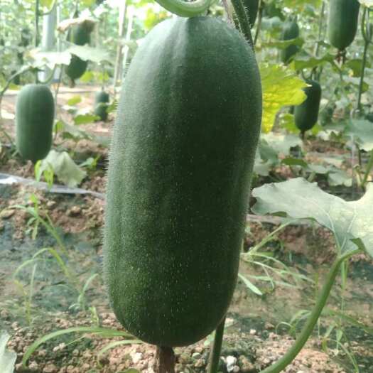 商河县精品小吊瓜