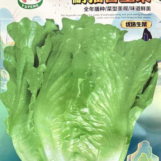 正定县菜农基地专用品种意大利全年耐抽薹生菜种子罗马生菜种子