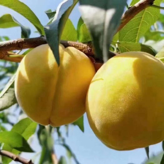 炎陵县炎陵黄桃