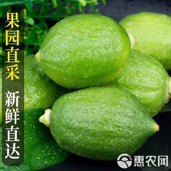 广东香水柠檬精选一级果咖啡奶茶店专用新鲜现摘现发无籽香水柠檬