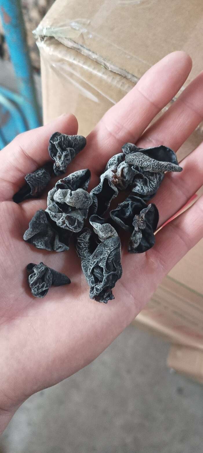 東北木耳，電商專用，價格低，質(zhì)量好