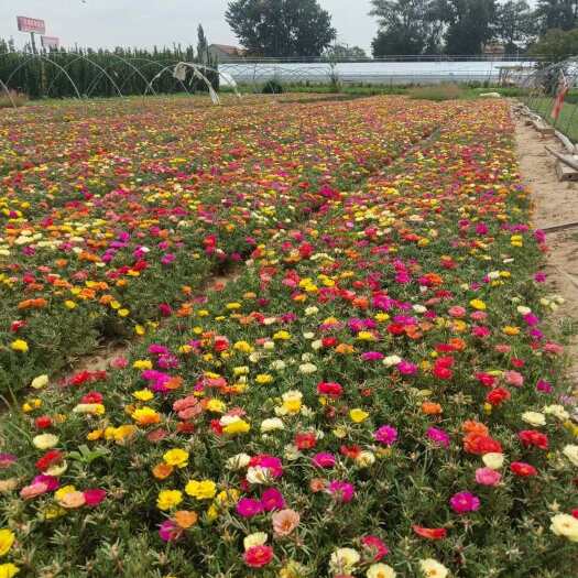 青州市半枝莲太阳花