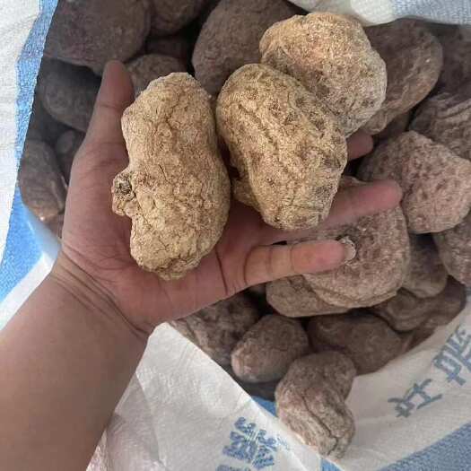 万宁市虎奶菇