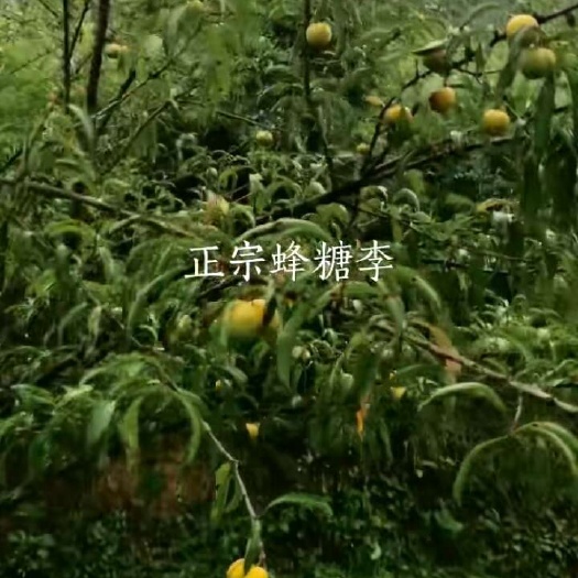  蜂糖李