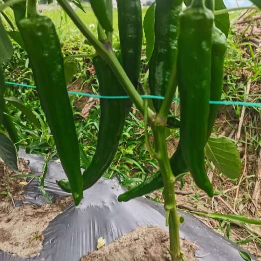 安顺贵州大青椒
