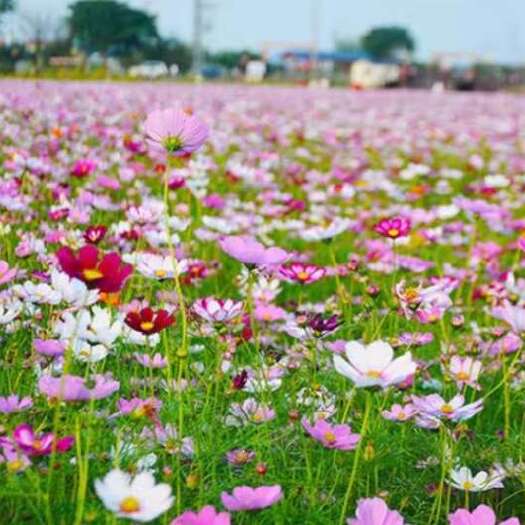 沭阳县格桑花花种四季可种开花快易种植易成活种子