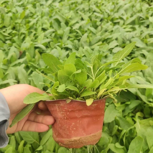 青州市蓝花鼠尾草