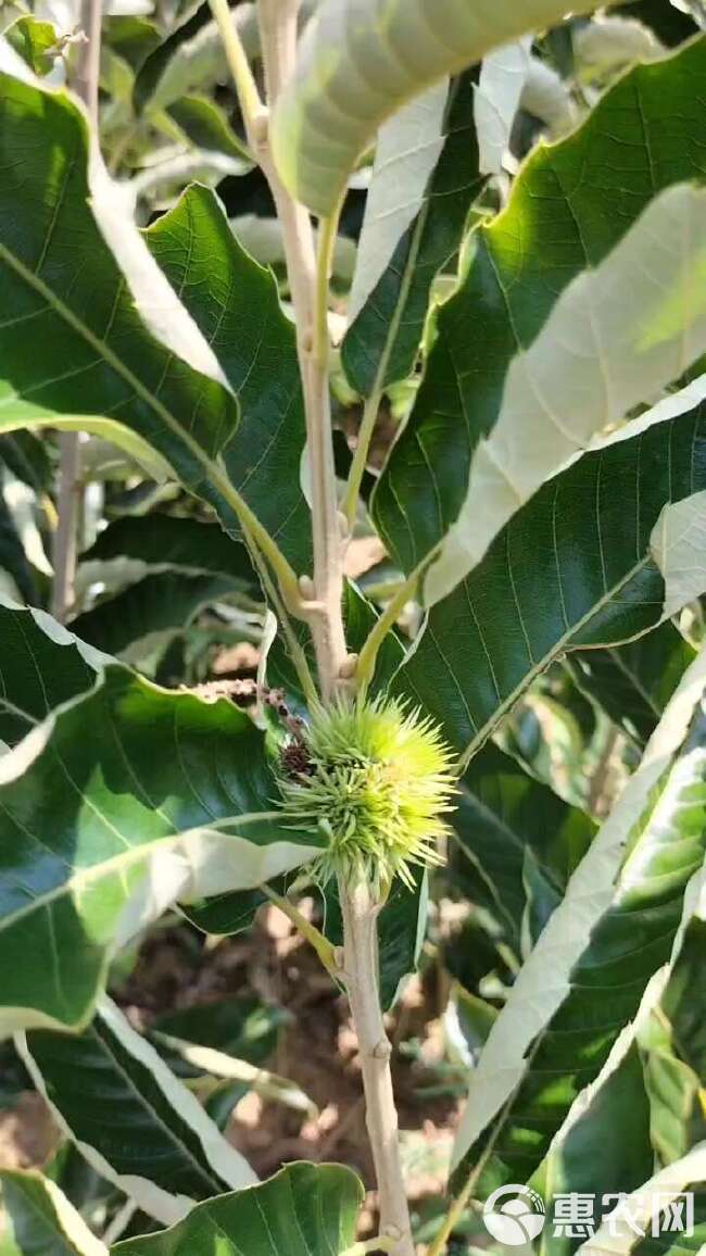 板栗树苗大红袍农丰嫁接当年结果南北方种植荒地良种大板栗脱壳