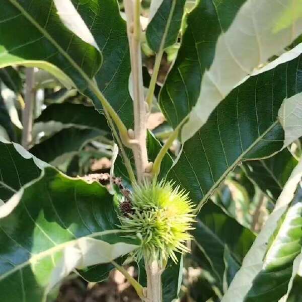 板栗树苗大红袍农丰嫁接当年结果南北方种植荒地良种大板栗脱壳