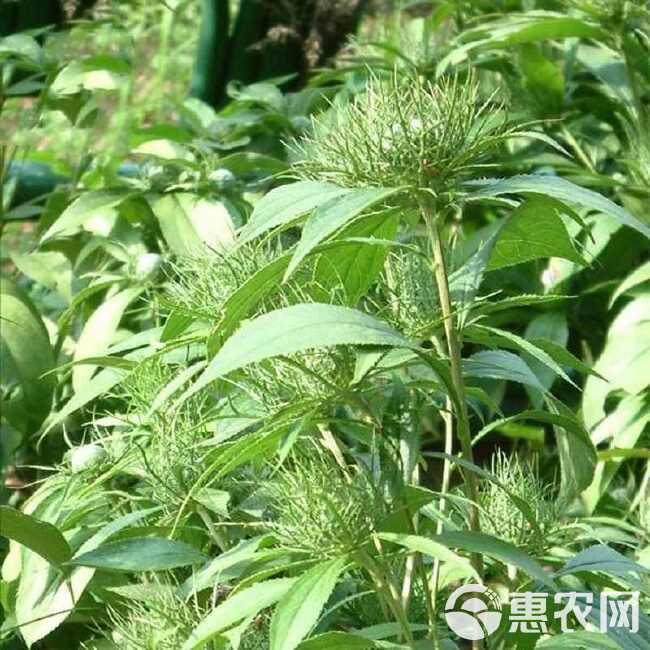 中药材炒苍术 苍术 天然苍术特级新鲜干货正品