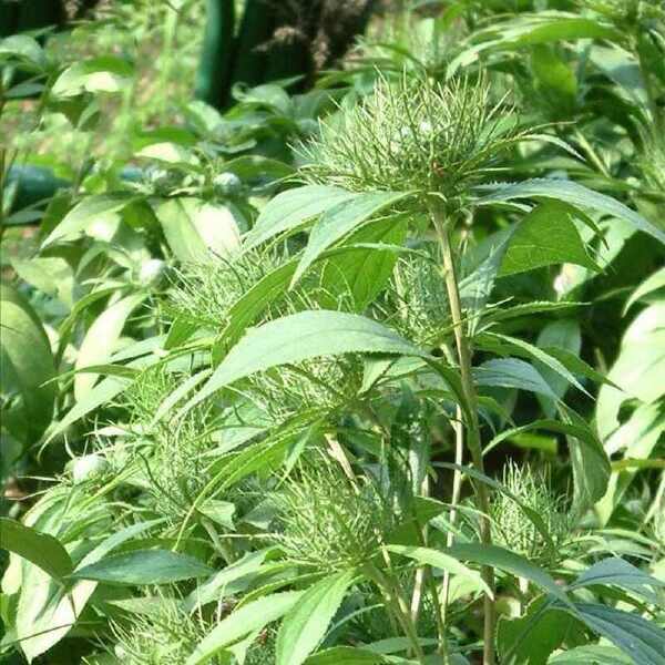 中药材炒苍术 苍术 天然苍术特级新鲜干货正品