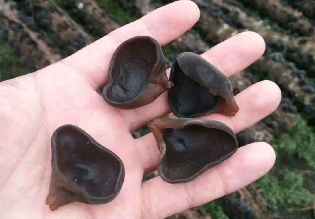 東北木耳，電商專用，價格低，質(zhì)量好