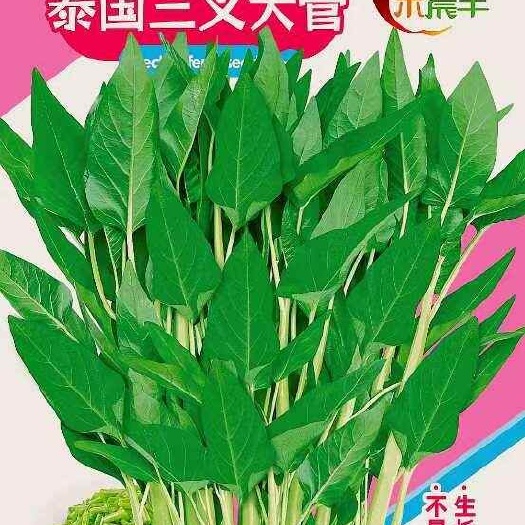 海口泰国三叉空心菜，耐热，抗病，株型直立，中叶型，厂家直销！