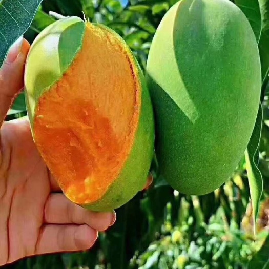 云县临沧永德香椰芒 人工种植 你值得拥有