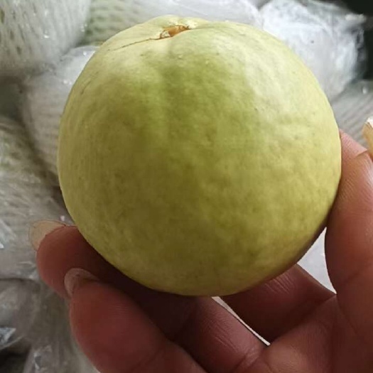 北京番石榴，芭乐，现在大量上市了，欢迎工厂，电商，超市。社区团购