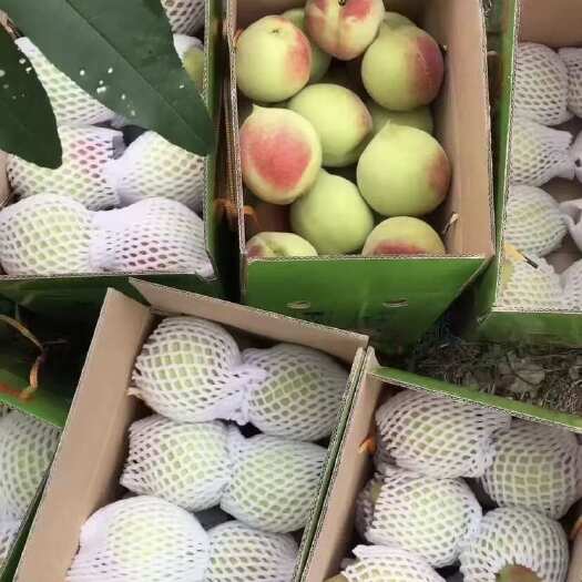 紫金县广东河源连平鹰嘴桃基地 电商一件代发