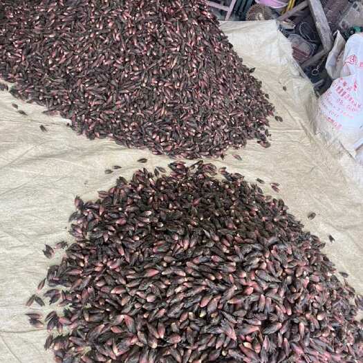 安顺洋荷