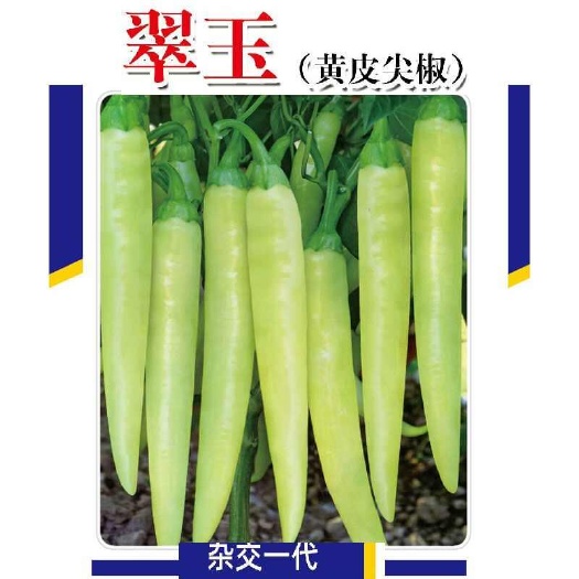 南靖县翠玉黄皮尖椒种子耐热辣椒黄白皮辣味浓