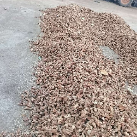 徐闻县良姜