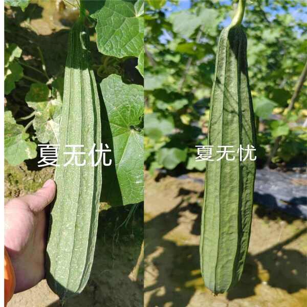 夏无优1号丝瓜种子耐热速生长早熟大田基地种植抗病丝瓜种子