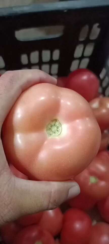 宁城县硬粉西红柿