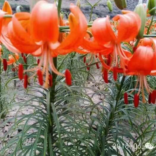 兰州百合花干