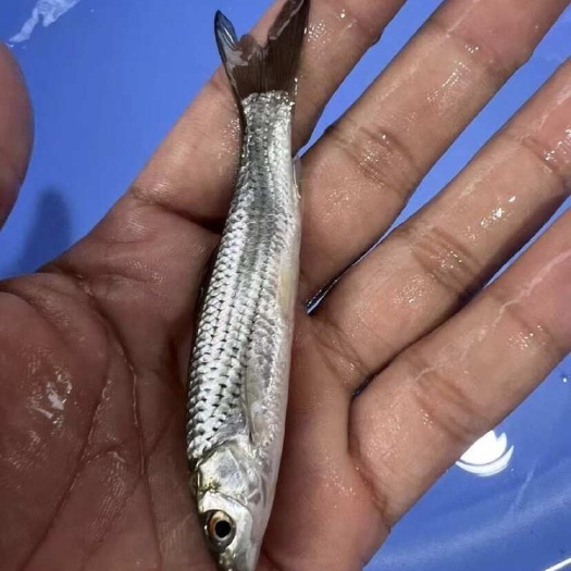 南宁赤眼鳟  长期供应，赤眼鱼，土鲮鱼，黄眼鲮鱼，麦鲮鱼场地直销