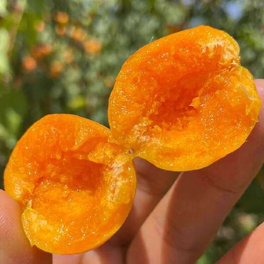 【“树上的红色蜂蜜”一杏两吃】新疆兵团小红杏