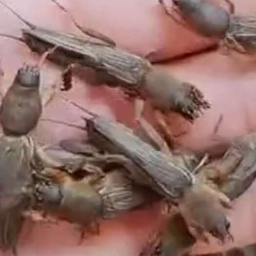  蝼蛄