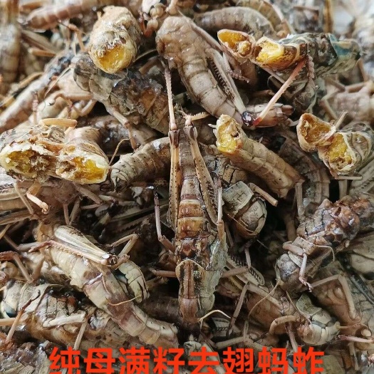 潍坊纯母去翅全籽蚂蚱